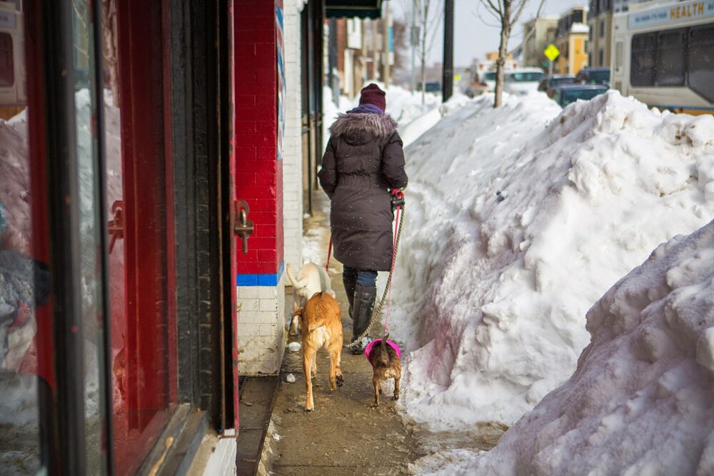 A woman walks three dogs down a thin path behind snow banks along Dorchester Street in Andrew Square, Feb. 17, 2015. (Jesse Costa/WBUR)